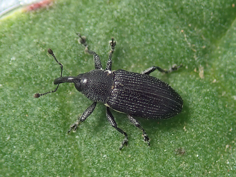 Curculionidae: Mecinus ?  No, Limnobaris dolorosa